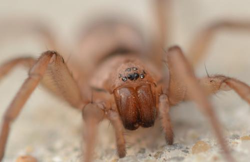 Drassodes (cupreus-lapidosus)